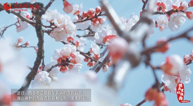 春日里，去賞花