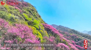 秦嶺紫荊花開(kāi)宛如童話世界