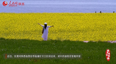 油菜花開(kāi) 美景如畫(huà)