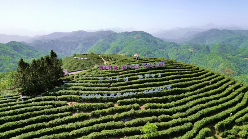安康市平利縣蔣家坪村鳳凰茶山。鄭長(zhǎng)庚攝