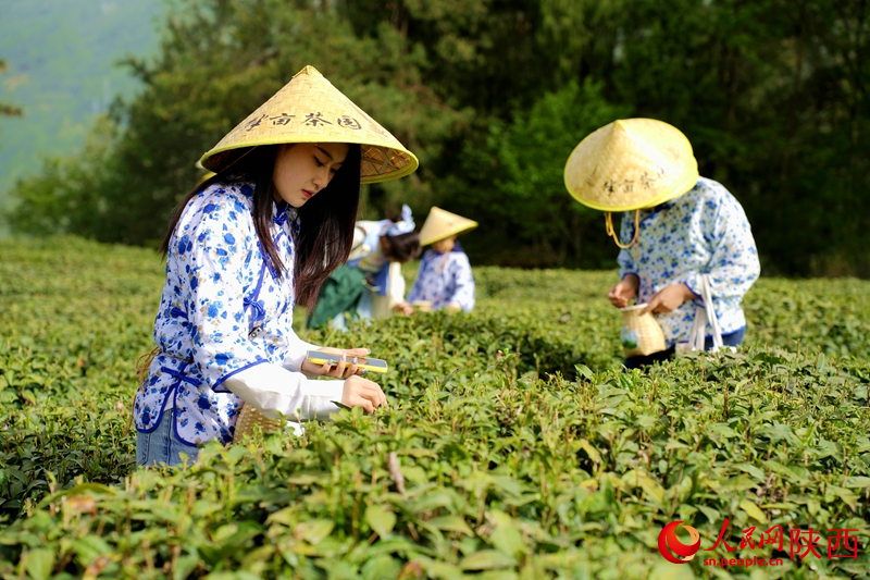 游客在安康市紫陽縣向陽鎮(zhèn)陜甘茶馬古道半畝茶園景區(qū)內(nèi)體驗采茶。人民網(wǎng)記者 孫挺攝