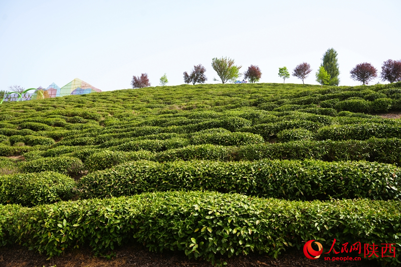 安康市紫陽(yáng)縣向陽(yáng)鎮(zhèn)陜甘茶馬古道半畝茶園景區(qū)。人民網(wǎng)記者 孫挺攝