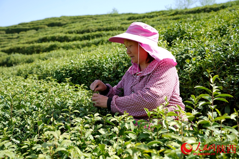在安康市平利縣蔣家坪村鳳凰茶山，茶農(nóng)在茶園里采摘春茶。人民網(wǎng)記者 孫挺攝