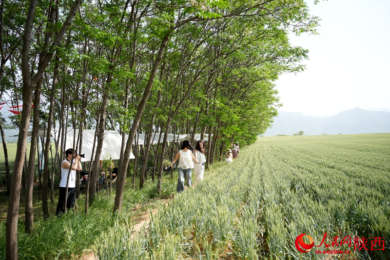 游客在長(zhǎng)安區(qū)中江兆村麥田旁拍照。人民網(wǎng) 吳德鋒攝