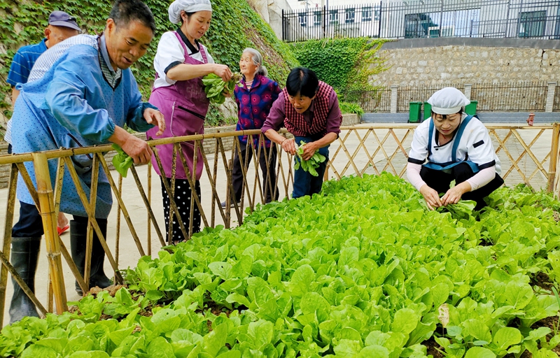 寧陜縣中心第二敬老院老年人在菜園采摘蔬菜體，驗(yàn)勞動(dòng)的樂趣。田欣攝