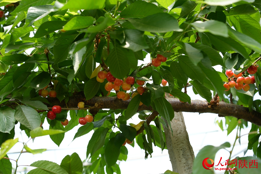 西安市灞橋區(qū)迷鹿村，綠油油的樹叢中點(diǎn)綴著紅彤彤的櫻桃。 人民網(wǎng) 吳德鋒攝
