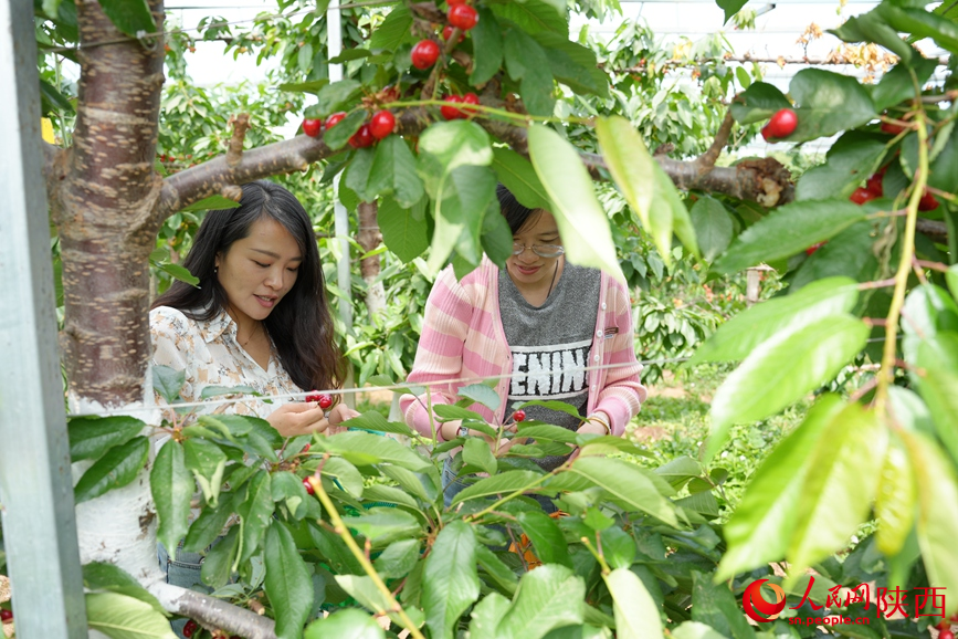 游客在迷鹿村村民于衛(wèi)的櫻桃園里采摘櫻桃。 人民網(wǎng) 吳德鋒攝