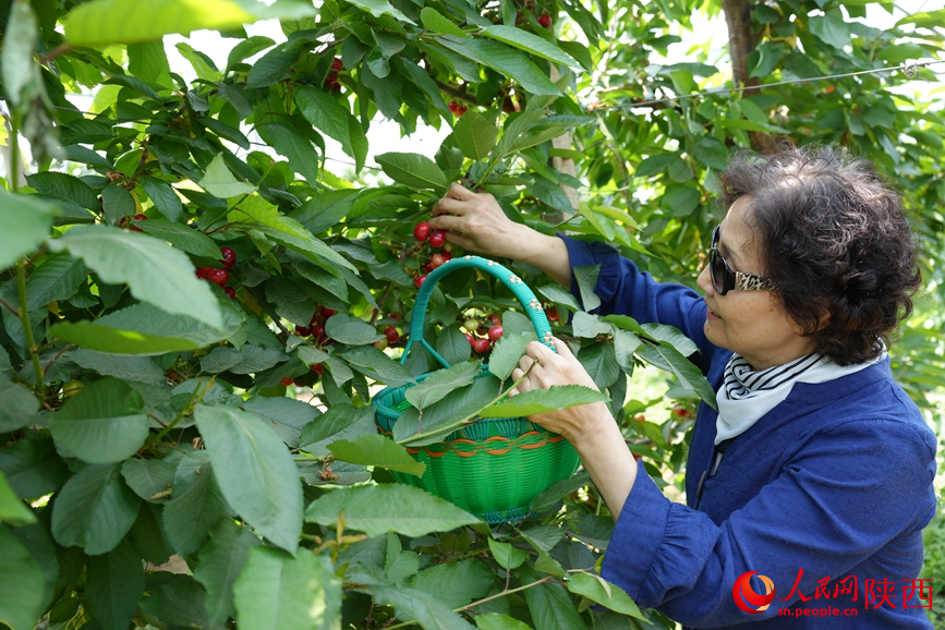 游客在迷鹿村村民于衛(wèi)的櫻桃園里采摘櫻桃。 人民網(wǎng) 吳德鋒攝
