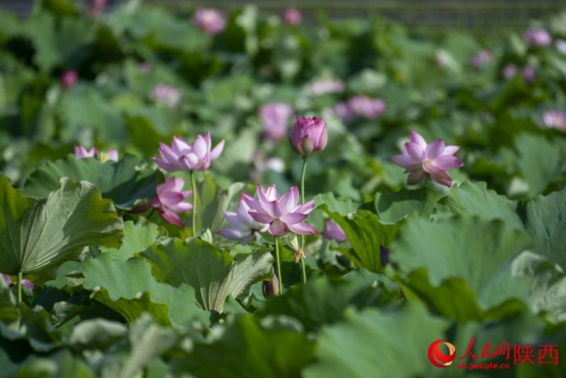 天漢濕地公園內，荷花盛開。人民網(wǎng)記者 翁奇羽攝
