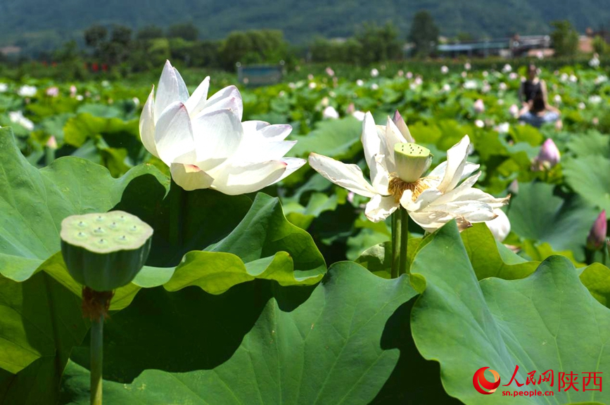 西安市長(zhǎng)安區(qū)王莽街道清水頭村荷花盛開。人民網(wǎng) 王麗攝