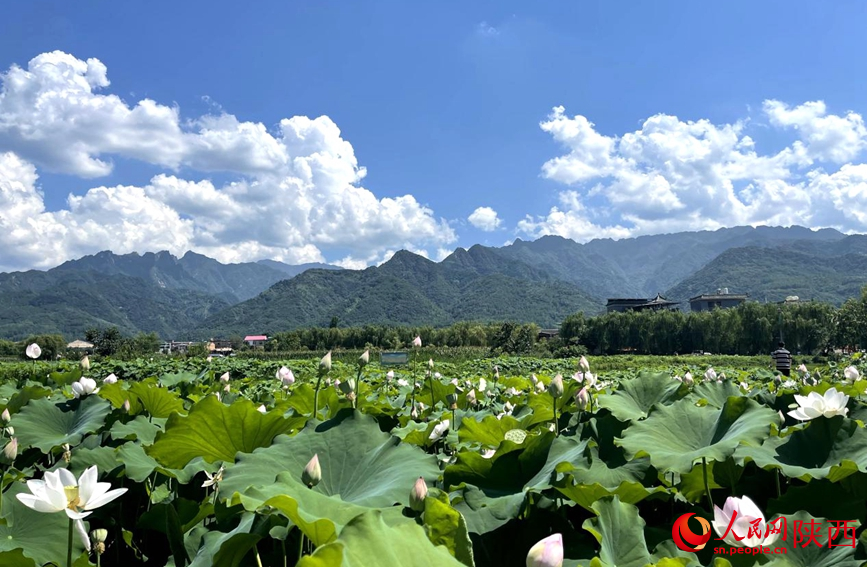 千畝荷塘荷花依山盛放。人民網(wǎng) 王麗攝