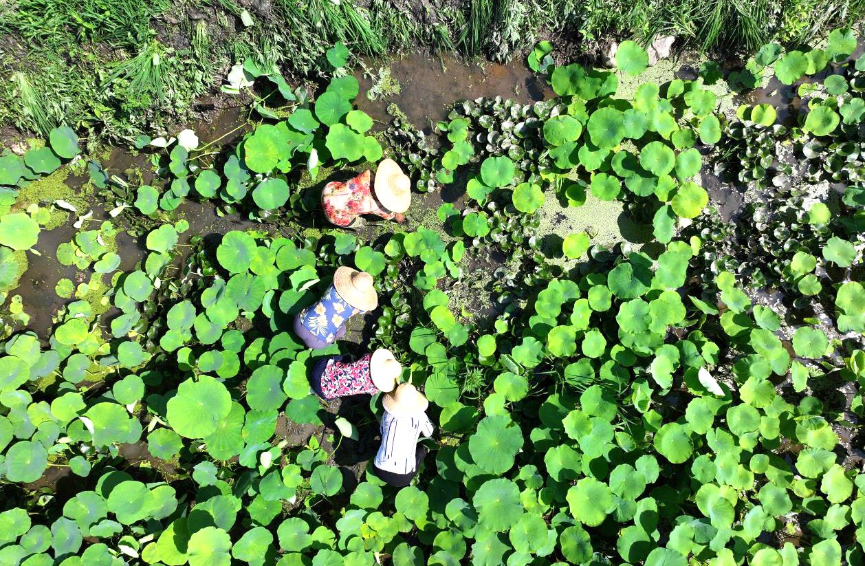 清水頭村村民正在清理荷塘雜草（航拍圖）。楊凱攝