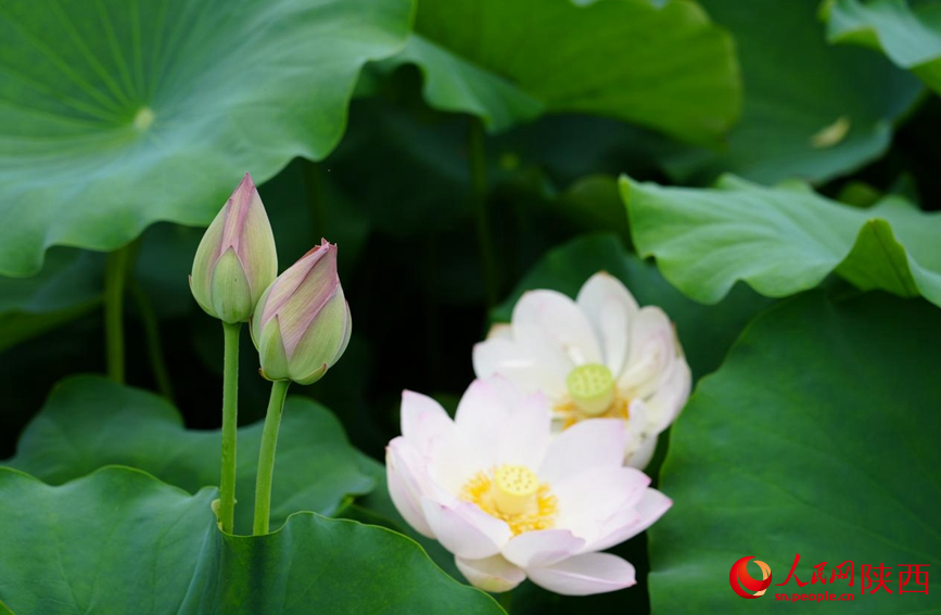 西安市長安區(qū)王莽街道清水頭村荷花盛開。人民網(wǎng) 王麗攝