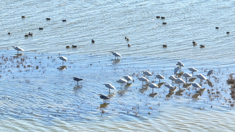 定邊鹽湖：水鳥翩躚繪出生態(tài)新畫卷