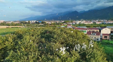 陜西漢陰：“鷺”鄰而居 人鳥(niǎo)和諧