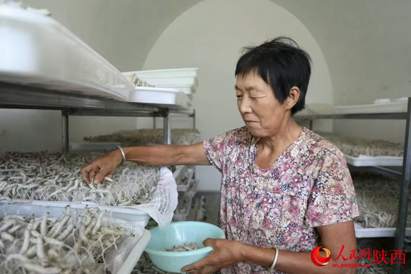養(yǎng)殖戶正在“窯洞”蠶房里忙碌著。人民網(wǎng)記者 李志強(qiáng)攝