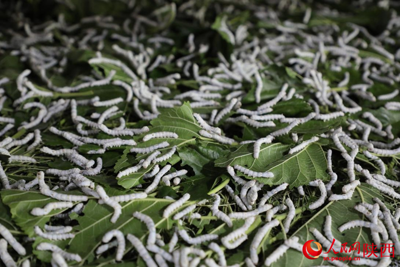 延川縣近年來大力發(fā)展桑蠶產(chǎn)業(yè)。人民網(wǎng)記者 李志強(qiáng)攝