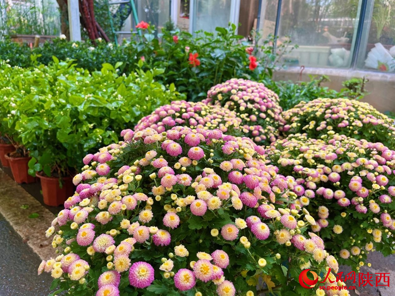 在秦嶺花世界花卉市場，各類鮮花爭相盛開。人民網(wǎng)記者 魏鑫攝