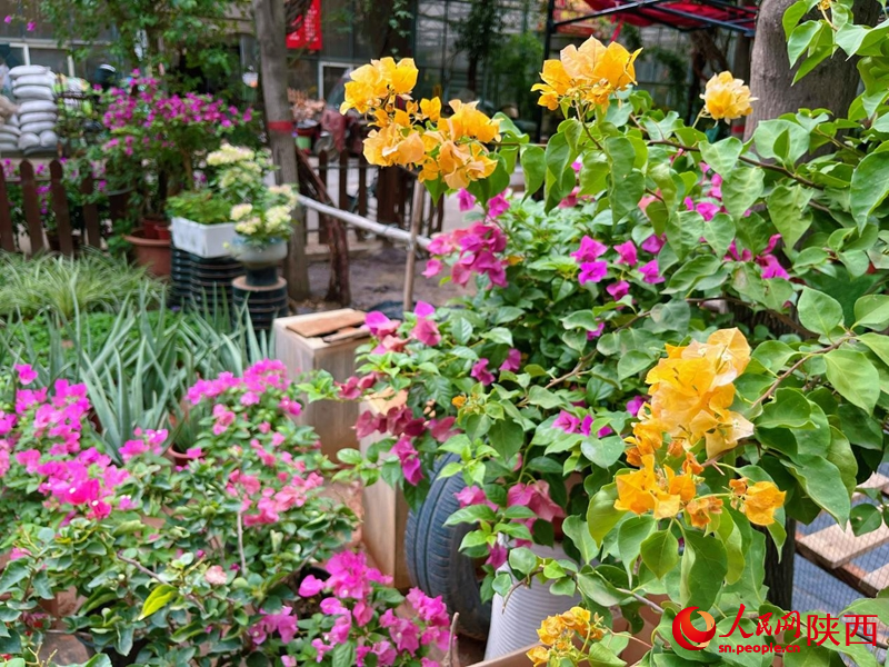 在秦嶺花世界花卉市場，各類鮮花爭相盛開。人民網(wǎng)記者 魏鑫攝