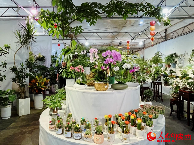 在秦嶺花世界花卉市場，各類鮮花、綠植盆栽等待市民選購。人民網(wǎng)記者 魏鑫攝