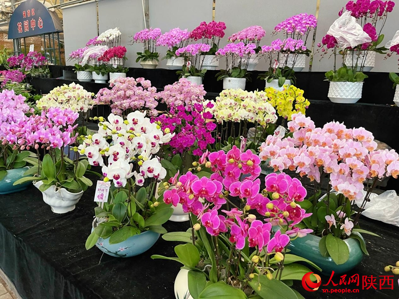 在秦嶺花世界花卉市場(chǎng)，各色蝴蝶蘭爭(zhēng)相盛開(kāi)。人民網(wǎng)記者 魏鑫攝