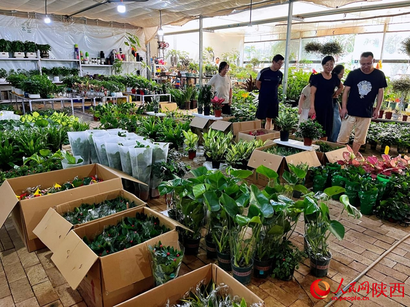 在秦嶺花世界花卉市場(chǎng)，市民選購鮮花、綠植。人民網(wǎng)記者 魏鑫攝