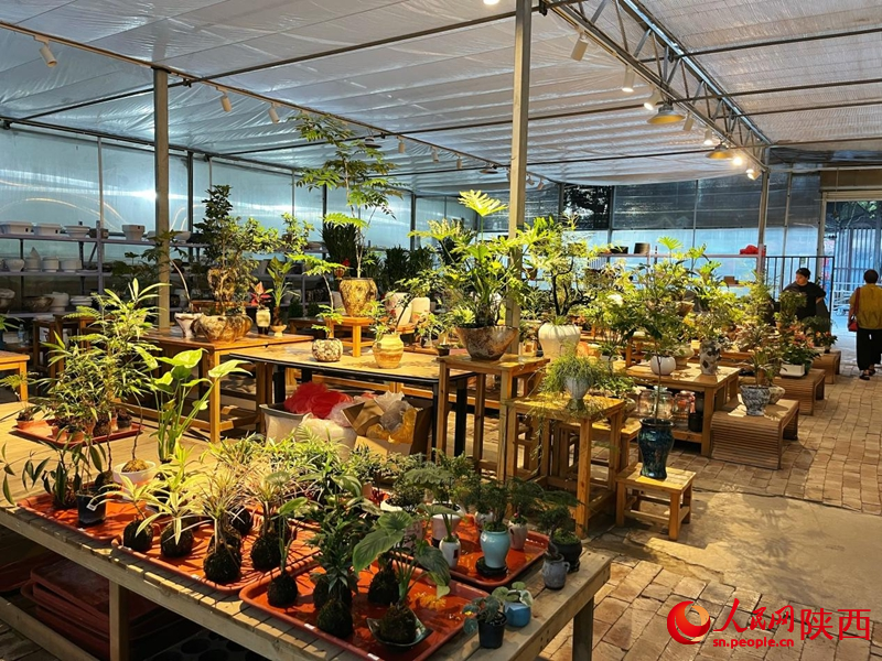 在秦嶺花世界花卉市場，各類鮮花、綠植盆栽等待市民選購。人民網(wǎng)記者 魏鑫攝