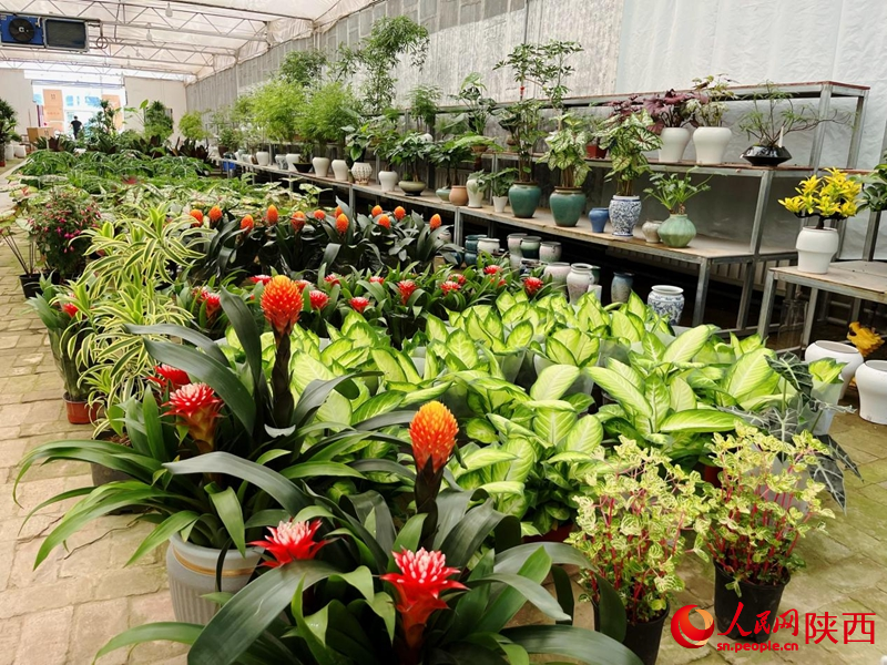 在秦嶺花世界花卉市場，各類鮮花、綠植等待市民選購。人民網(wǎng)記者 魏鑫攝
