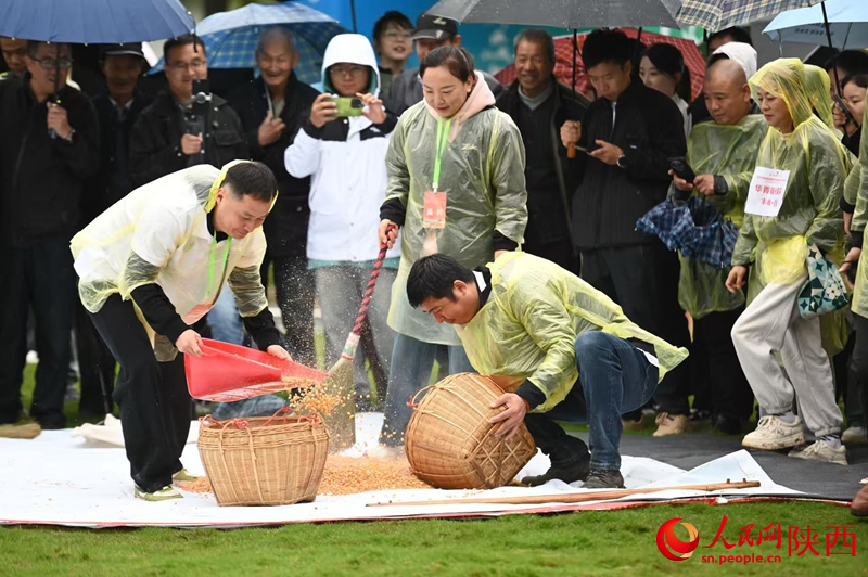 選手正在進行“曬場收谷”比賽。人民網(wǎng)記者 孫挺攝