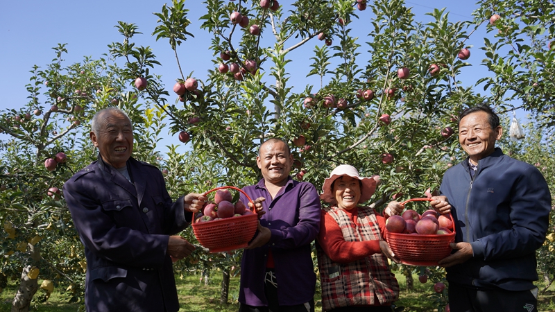 金秋九月，靖邊縣一處果園里，一派豐收景象。