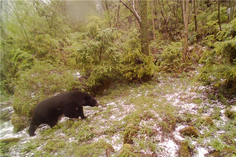 紅外相機拍攝到的黑熊（資料圖）。西安市鄠邑區(qū)秦嶺生態(tài)環(huán)境保護管理局供圖