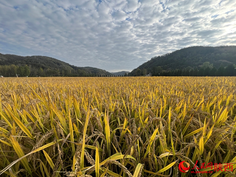 南泥灣稻田。人民網(wǎng)記者 鄒星攝