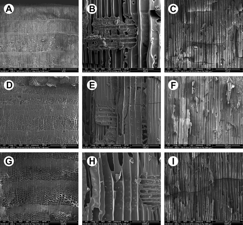 冷杉屬、云杉屬及鐵杉屬的顯微構(gòu)造。秦始皇帝陵博物院供圖