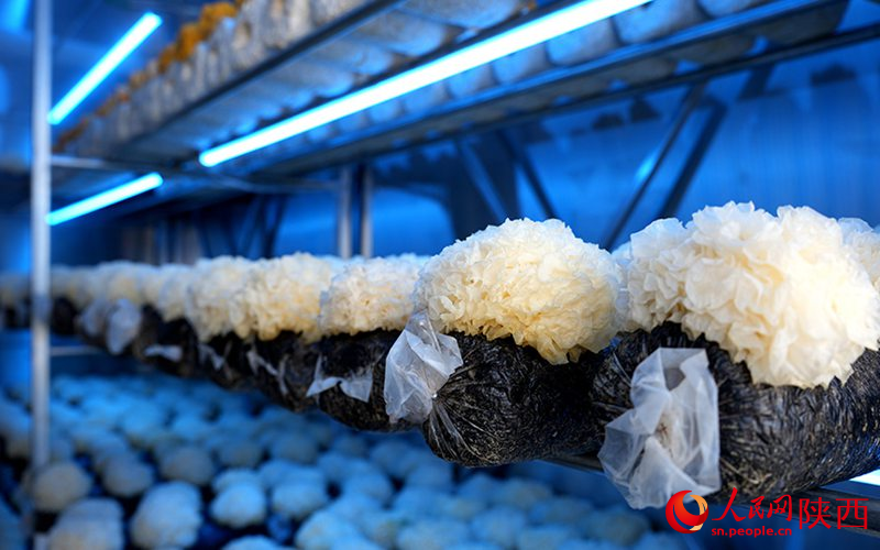 食用菌智慧方艙內(nèi)種植的銀耳。人民網(wǎng)記者 孫挺攝