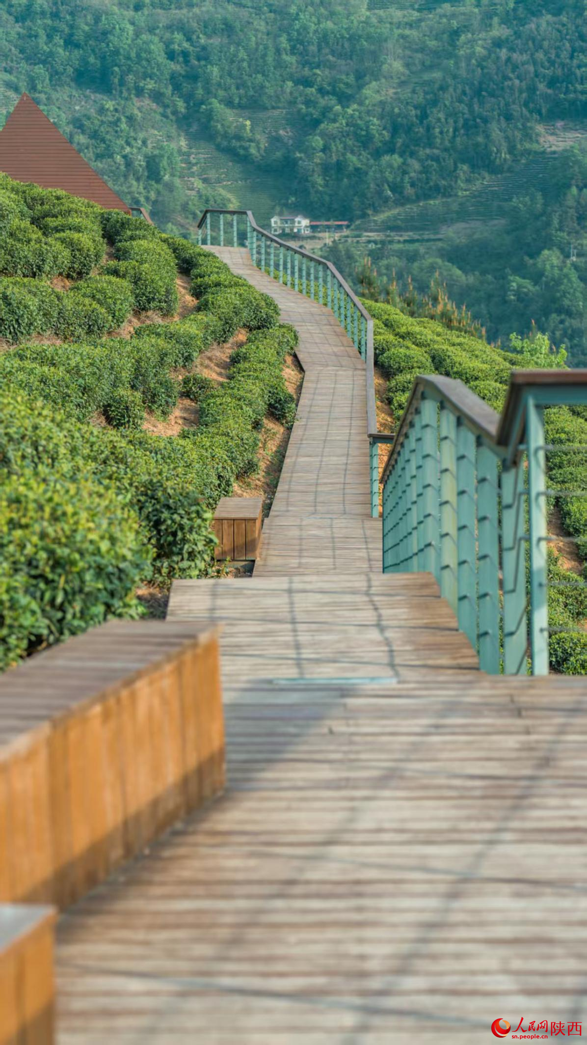 陜甘茶馬古景區(qū)半畝茶園步道。人民網(wǎng)記者 鄒星攝