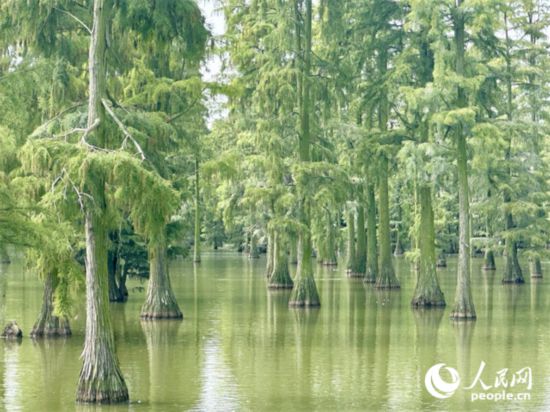 湖北省武漢漲渡湖濕地，池杉“破水而出”。人民網(wǎng)記者 張沛攝
