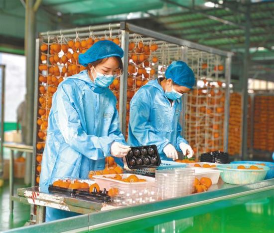 11月9日，工人在富平縣華麗柿子專業(yè)合作社忙碌。
