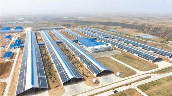 4月16日，無人機拍攝的淳化萬頭奶牛新型農(nóng)牧產(chǎn)業(yè)綜合示范牧場項目。記者 張樂佳攝