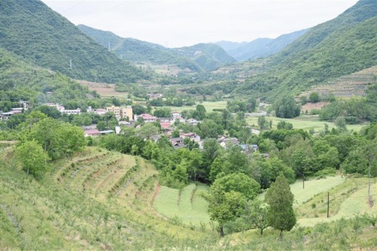 略陽縣徐家坪鎮(zhèn)藥木院村的百畝無刺花椒種植基地（5月7日攝）。