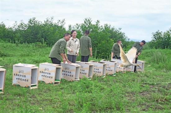 7月2日，洋縣漢江畔，朱鹮離開鳥箱展翅飛翔。 記者 段承甫攝