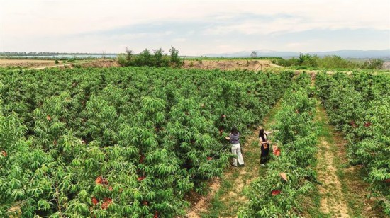 七月十九日，在禮泉縣石潭鎮(zhèn)北其村洋舟果業(yè)專業(yè)合作社優(yōu)質(zhì)桃示范基地，游客采摘鮮桃。記者 琚鵬飛攝
