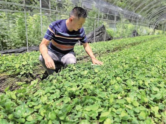 8月4日，在留壩縣青橋驛鎮(zhèn)蔡家坡村，種植戶彭剛檢查淫羊藿生長情況。