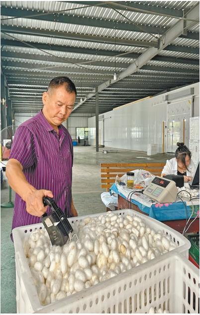 7月26日，在陜西天成絲業(yè)有限公司蠶繭收購(gòu)站，工作人員對(duì)蠶繭進(jìn)行質(zhì)檢。