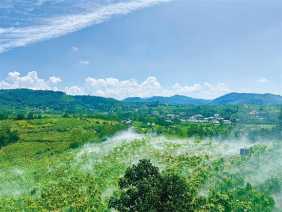 石泉縣池河鎮(zhèn)明星村打造的萬(wàn)畝桑海（7月26日攝）。